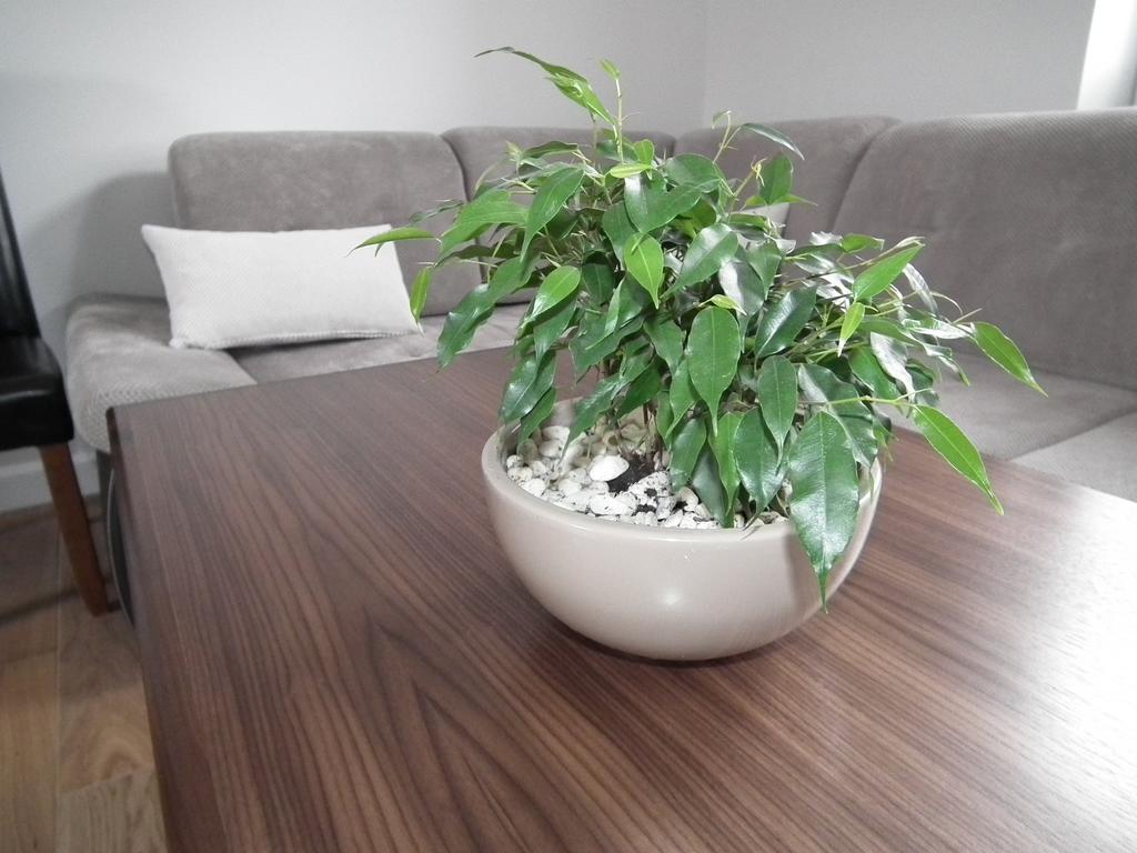 Pod Modrzewiami Appartement Krynica Zdroj Buitenkant foto